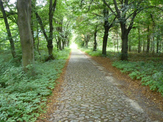 Sprzedam dzialka nr.85/1-7,38ha-Swibinki gm.Tuplice pow.Zary