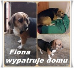 Fiona beagle